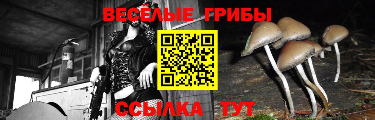 Псилоцибиновые грибы Psilocybine cubensis Киров